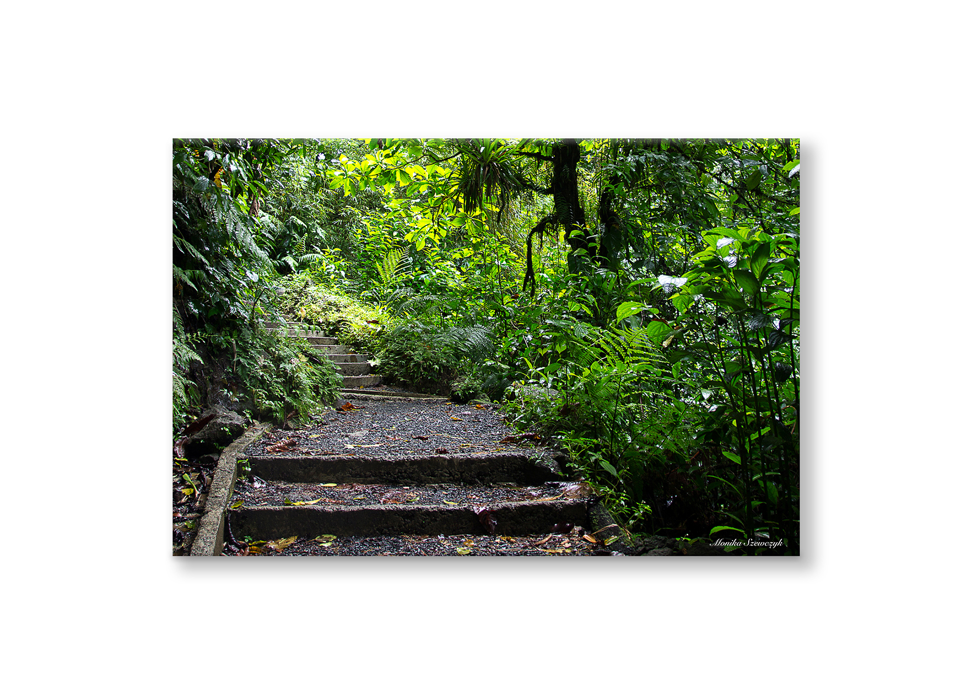 The Path, Dominica