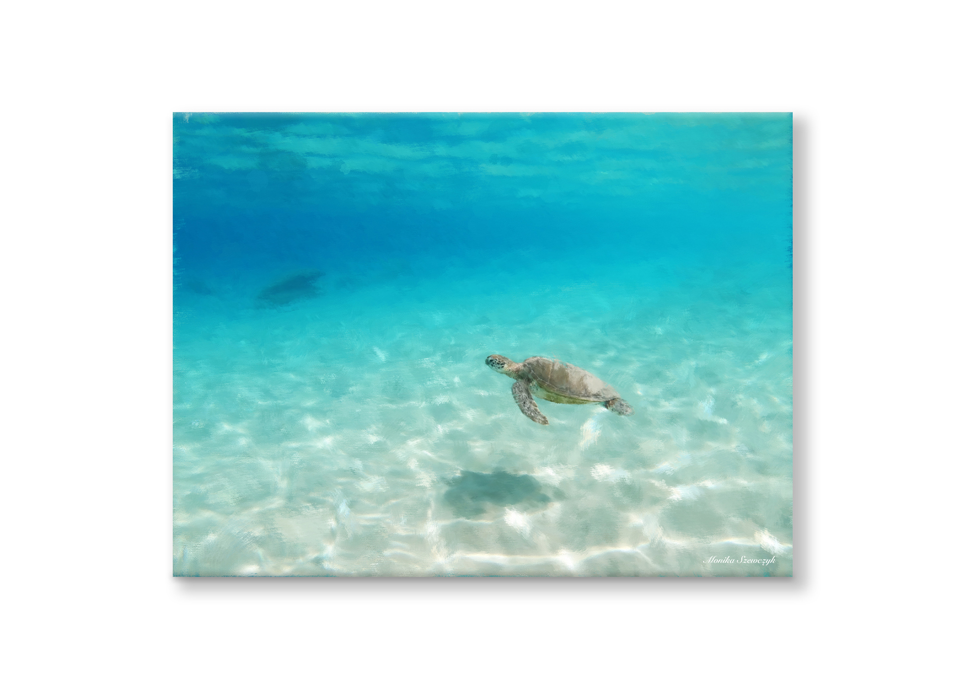 Sea Turtle, Barbados 2020